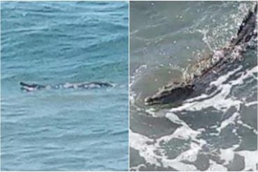 Avistaron a un caimán en playa de Anare: aseguran que la lluvia lo desplazó de la ciénaga de La Sabana