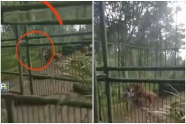 Un sujeto casi perdió su brazo tras intentar tocar el pelaje de un león en zoológico de Honduras (+Video)