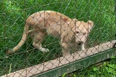 Zoológico de Caricuao exhibe leona blanca africana que el régimen de Maduro compró a República Checa (+Video)