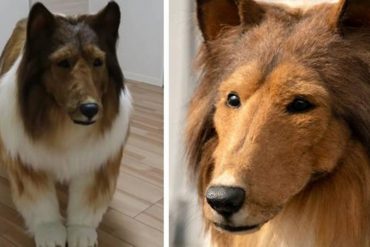Japonés fanático de los perros se gastó miles de dólares para que le crearan un disfraz súper real y lucir como Lassie