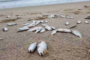 Preocupación en Puerto Píritu: cientos de peces aparecieron muertos en las playas (+Imágenes)