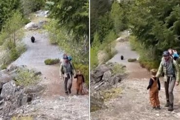 Graban el momento en el que un oso persiguió a una familia en plena excursión (+Video)