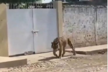 Un tigre deambulaba tranquilamente por una calle de México y un hombre se lo llevó con un collar como si fuera un perro (+Video)