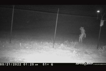 “¿Será el chupacabras?”: Video capta a una extraña y misteriosa criatura mientras cruzaba un Zoológico en Texas