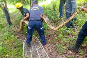 La impresionante anaconda de cinco metros que apareció en un canal de riego en Barinas: fue arrastrada por las lluvias