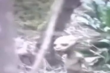 Un turista francés asegura haber captado a un “alien desorientado” corriendo por un bosque de China (+Escalofriante video)