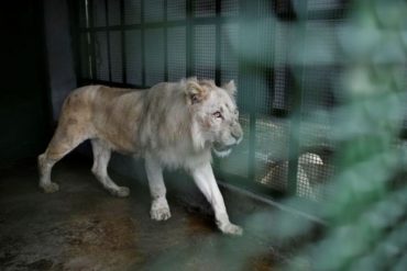 Difunden las primeras imágenes de los cuatro leones blancos que el gobierno trajo desde África al Zoológico de Caricuao (+Video)