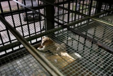 Biólogo advierte que los zoológicos en Venezuela “no cumplen con las condiciones” para recibir nuevas especies