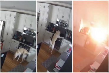 Las travesuras del Firu: perro incendió accidentalmente su casa mientras buscaba sobras en la cocina (los dueños no estaban) (+Video)