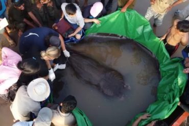 Descubren en Camboya el pez de agua dulce más grande del mundo: Una raya de 300 kilos (+Fotos +Video)