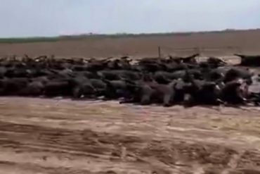 Ola de calor extremo en centro de EEUU ha matado a más de 2.000 vacas (+Video impactante)