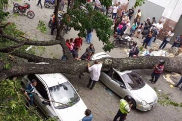 Enorme árbol cayó sobre dos vehículos en Quinta Crespo: vecinos habían denunciado que estaba inclinado, pero autoridades hicieron caso omiso (+Fotos y videos)