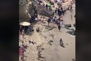 Leones marinos corrieron a unos bañistas que disfrutaban un día de sol en una playa de California (+Video)