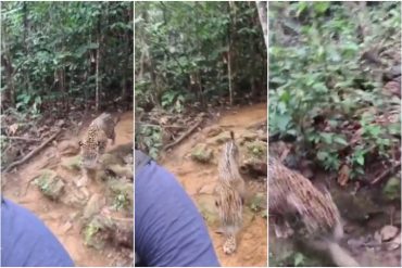 El momento en que un migrante camina por el Darién con un jaguar a sus espaldas (+Video)