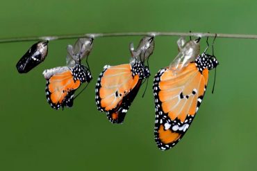 Mariposas monarca ingresan a la lista roja de especies en peligro de extinción: “Es una disminución devastadora”