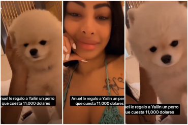 “11.000 dólares por ese perro”: Yailin ostentó en redes sociales la costosa mascota que le regaló Anuel (+Video)