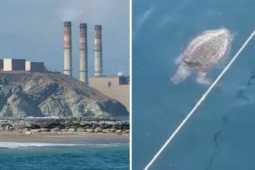 Denuncian ecocidio en playas adyacentes a Tacoa por instalación de redes que afectan a la fauna marina (+Video)