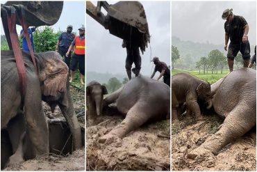 El angustiante rescate de un bebé elefante y su madre en Tailandia: los sacaron de un hueco de 2 metros antes de que pudieran morir (+Videos)