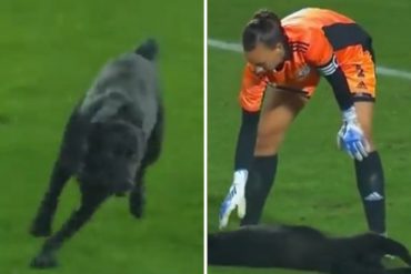 Un tierno perrito se robó la atención en el partido amistoso entre las selecciones femeninas de Chile y Venezuela (+Video)