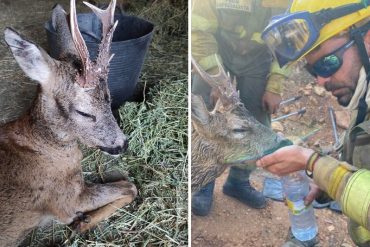 El momento en que bomberos dan de beber a un corzo deshidratado por incendio forestal en España (+Fotos +Video)