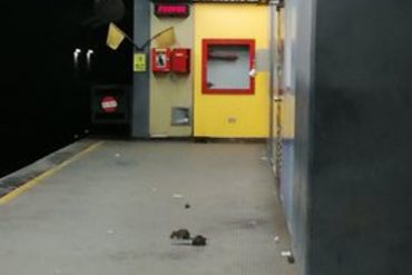 Otra muestra del colapso del Metro de Caracas: plaga de ratas invaden los andenes del subterráneo (+Video)