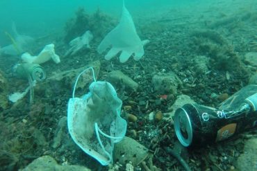 Guantes y mascarillas para prevenir el covid pondrán en peligro a la vida silvestre durante décadas