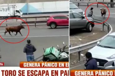 Toro causó pánico en las calles de Perú: escapó de camión que lo transportaba (+Video)