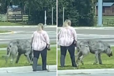 Lo compararon con un lobo huargo de Juego de Tronos: Una mujer en Florida fue captada paseando una extraña y singular mascota (+Video)