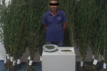 Cicpc detuvo a un hombre porque tenía su casa repleta de plantas de marihuana (+Imagen)