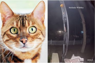 La historia de una gata en Nueva York que se perdió durante varios días y regresó a su casa tocando el timbre (+Video)