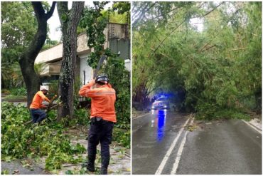 Intensas lluvias de este #25Sep causan la caída de siete árboles en el municipio Chacao (+Fotos)