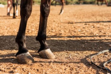 Un caballo mató a un hombre de 72 años en una finca del Zulia: le dio una patada en la cabeza