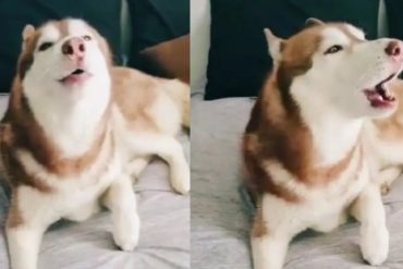 “El perro simulacro”: Se volvió viral en TikTok un perrito que imita el sonido de una alerta sísmica (+Video)