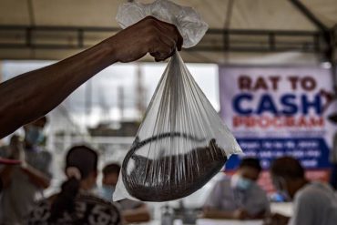 La curiosa medida que aplica Filipinas para frenar la leptospirosis: paga 3$ a los ciudadanos por cada rata cazada