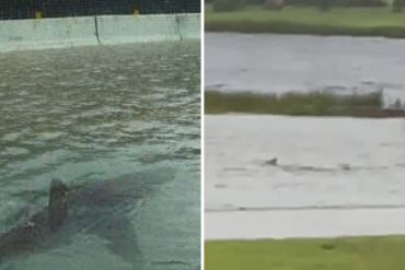 El impactante video de un tiburón que nadó por las calles de Florida tras el paso de Ian