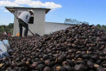 Alertan que plagas arrasan con cultivos de limones, mandarinas y naranjas en Venezuela: «Yo tenía 55 mil matas de cítricos y no me quedó ninguna»