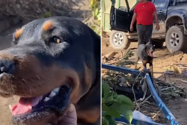 Carolina, la perrita salvada entre los escombros de Las Tejerías ahora está prestando apoyo en labores de rescate (+Video)