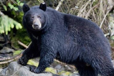 Un oso atacó a un niño de diez años en el patio de la casa de sus abuelos: un vecino lo salvó (+Video)