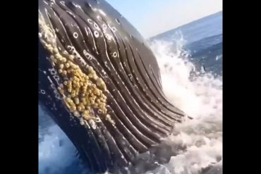 Pescaban tipo tranquilos en New Jersey cuando una inmensa ballena jorobada los visitó muy de cerca (+Impresionante video)