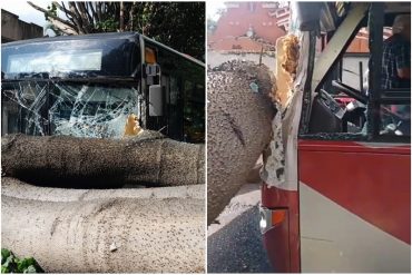 Enorme árbol cayó en San Bernardino y casi ocurre una tragedia: estuvo cerca de aplastar un autobús escolar lleno de niños (+Video y fotos)