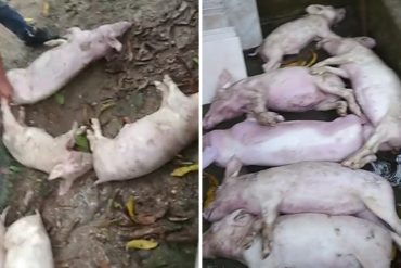 Al menos 13 cerdos murieron por el impacto de un rayo en el sector Ayala de El Ávila (+Video sensible)