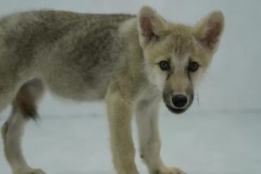 Nace en China el primer lobo salvaje ártico clonado: abre la puerta a la reproducción artificial de otros animales amenazados (+Video)