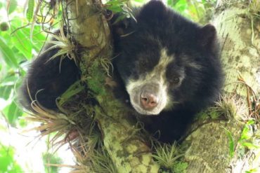 Avistaron a un oso frontino en la ciudad de Mérida: Hacen un llamado para su protección