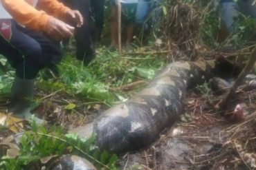 Una serpiente de 7 metros se tragó a una mujer mientras esta caminaba por su aldea