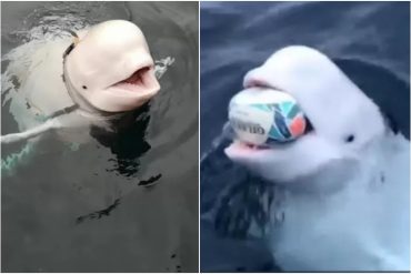 El video de una beluga que jugó a la pelota con unos buzos en el Ártico enterneció a las redes (+Video)