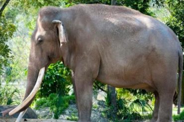 A los 56 años murió “Dalip”, el elefante asiático más viejo en zoológicos de EEUU