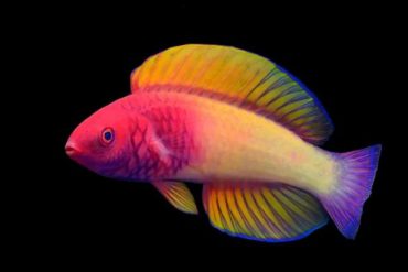 Conozca los secretos del “pez arcoiris”, que cambia de apariencia y sexo a medida que envejece
