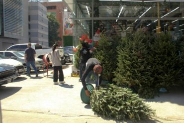 Estos son los arbolitos más solicitados para Navidad en el este de Caracas (+Costos)