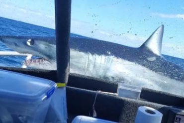 “Tuvimos suerte”: el impactante momento cuando un enorme tiburón blanco se montó en un barco pesquero (+Video)