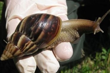 Establecen cuarentena en un condado de Florida por presencia de caracoles gigantes africanos